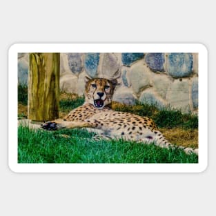 Cheetah surprise Sticker